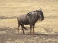 Gnu or Wildebeest Ngorongoro Crater